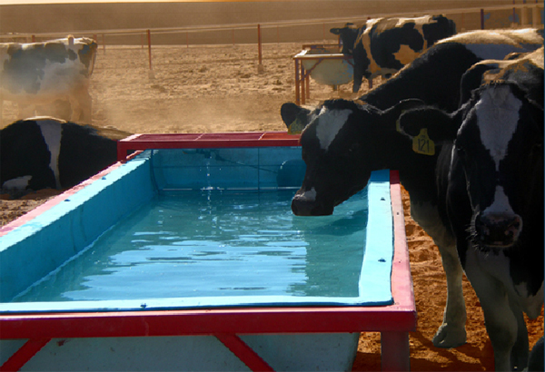 Bebedero para ganado